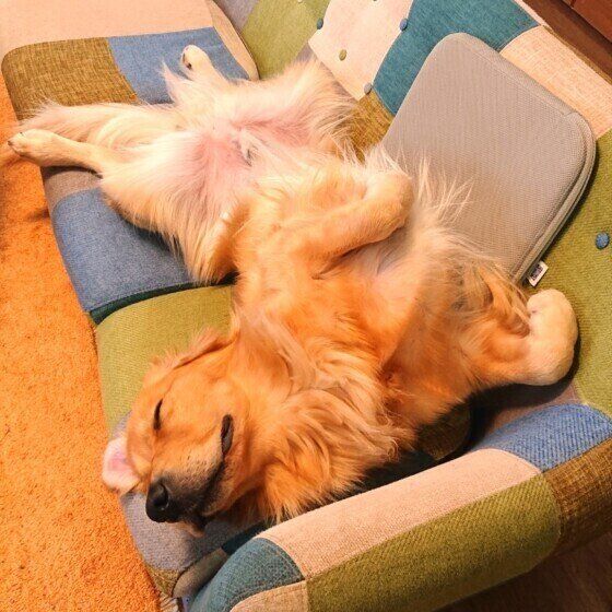 寝転がるゴールデン・レトリーバー