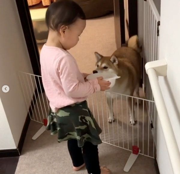 柴犬のももかちゃんと妹ちゃん