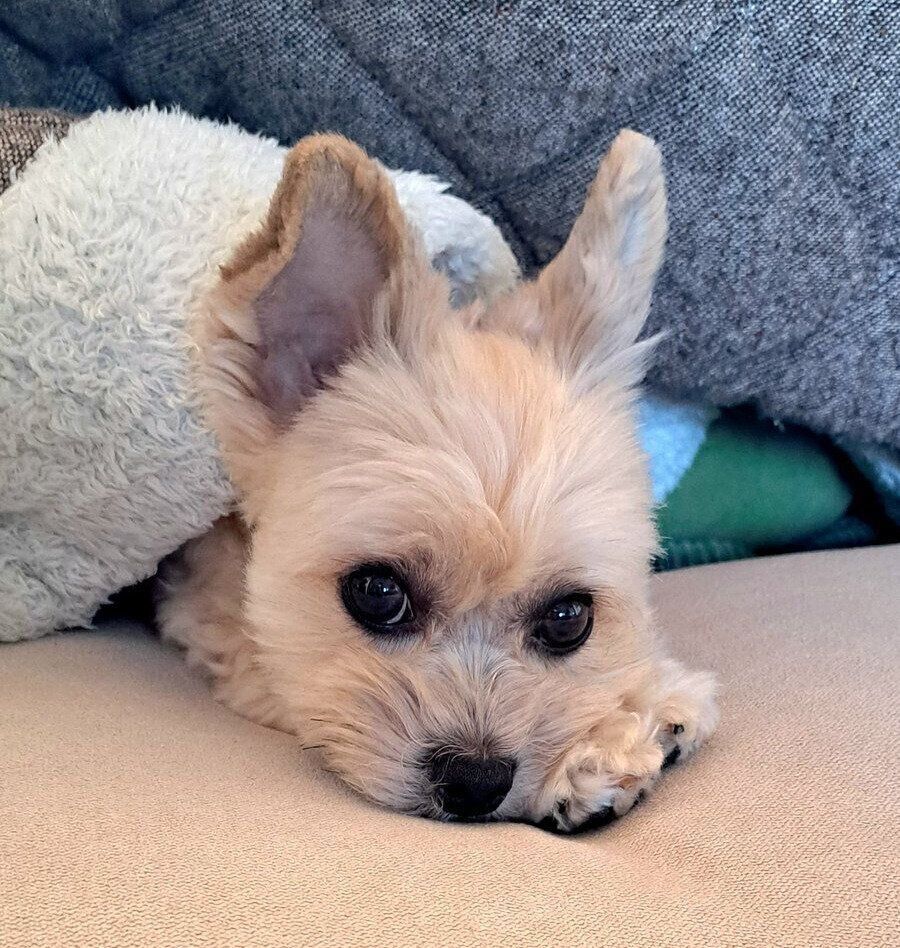 前足を揃えて寝そべるククちゃん