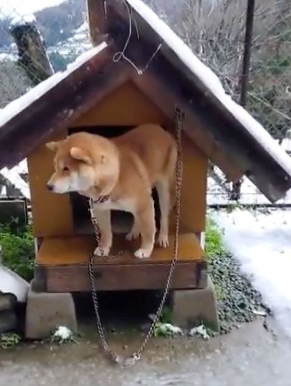 春の雪に戸惑うひまわりちゃん