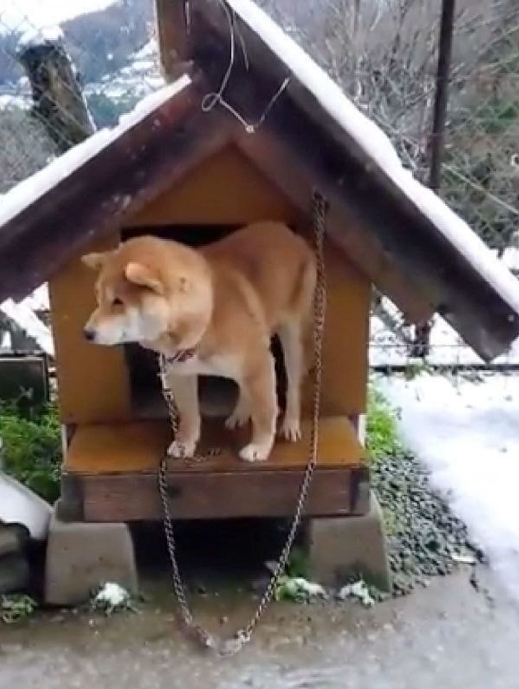 一体どうして まさかの春の雪に戸惑う柴犬の反応が可愛い いぬのきもちweb Magazine 一体どうして まさかの春の雪に戸惑う柴犬の反応が可愛い いぬのきもちweb Magazine