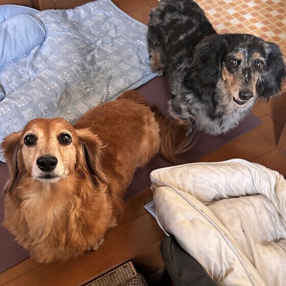 仲良くお留守番をしていたミニチュア・ダックスフンド