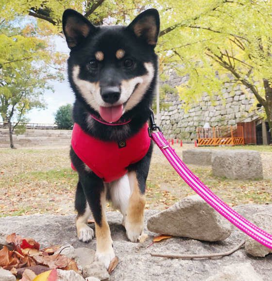お散歩する柴犬