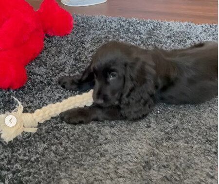 お迎えして間もない頃のイングリッシュ・コッカー・スパニエル（生後2ヵ月）