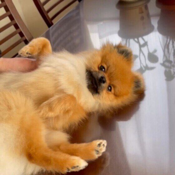 ヘソ天するポメラニアン