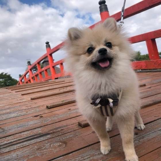 お散歩するポメラニアン