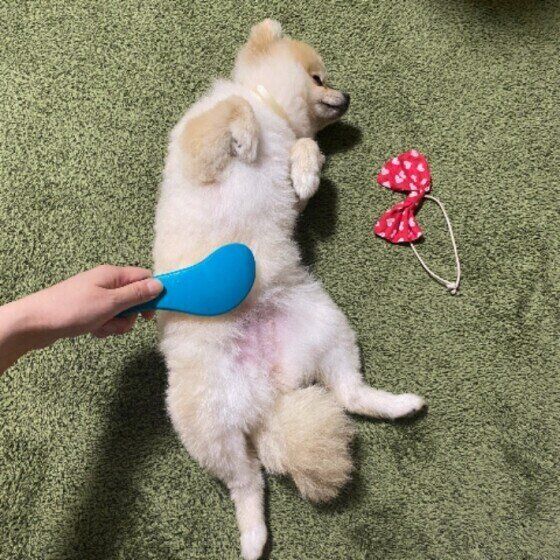 ポメラニアンのこむぎちゃん