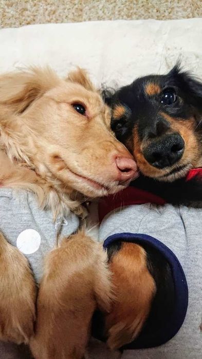 お顔をくっつけてとっても仲良し!