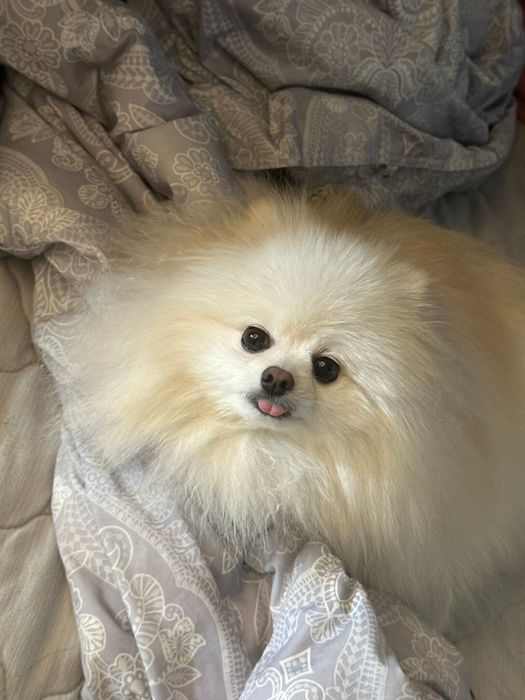 布団の上でリラックスしている様子のコロ太くん 少し出た舌がかわいい