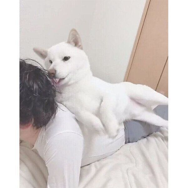 飼い主さんにスリスリする、もち吉くん