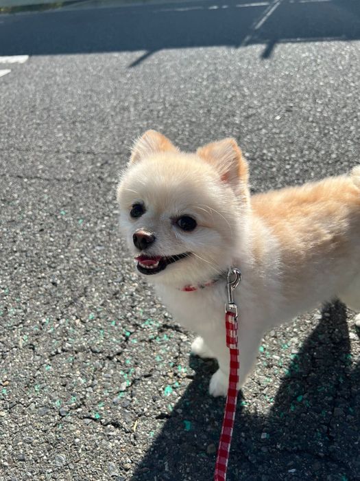 別の日の様子 お散歩中のすずちゃん