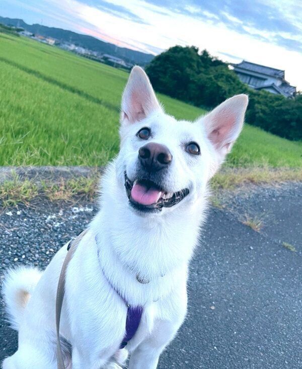 お散歩を楽しむハクちゃん