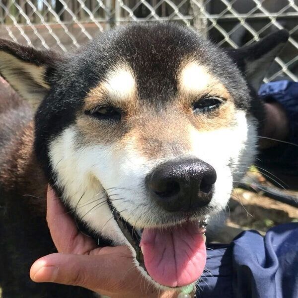 笑顔のとらくん