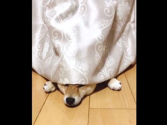 カーテンの裏に隠れて拗ねるタツノコ姫ちゃん