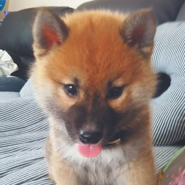 マズルが真っ黒