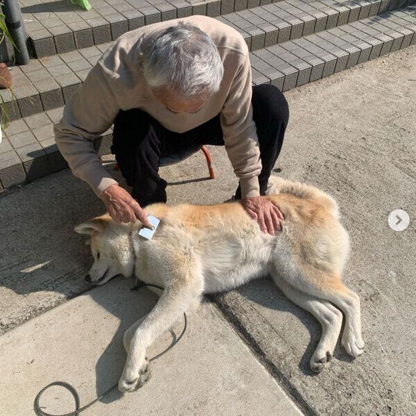 ブラッシングされて気持ちよさそうなきなこちゃん