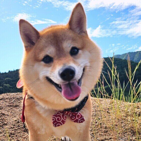 暑い夏は愛犬とどう過ごす？ 考えておきたい夏の犬の飼い方・過ごし方 いぬのきもち