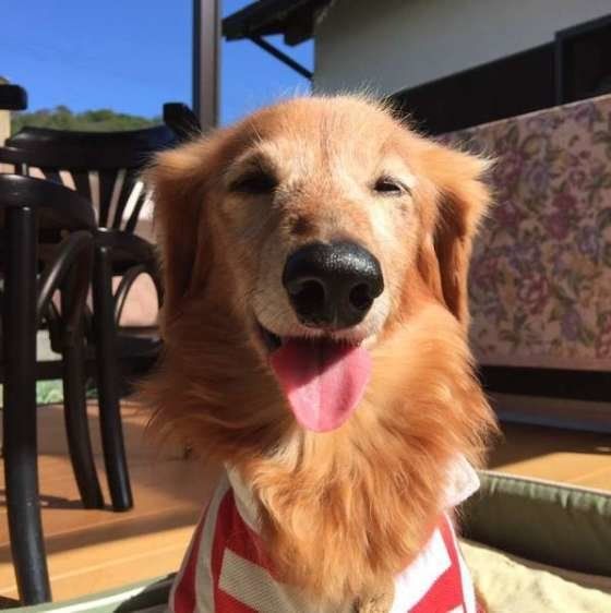 老犬の腫瘍に対する選択肢とは