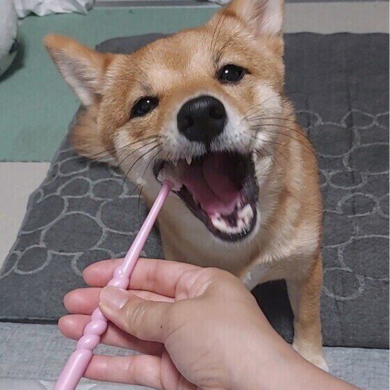 子犬と成犬の歯の本数と子犬の乳歯が抜ける順番を獣医師に聞いてみた いぬのきもち