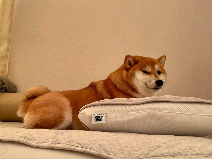 飼い主さんの寝床を占拠するあずきちゃん