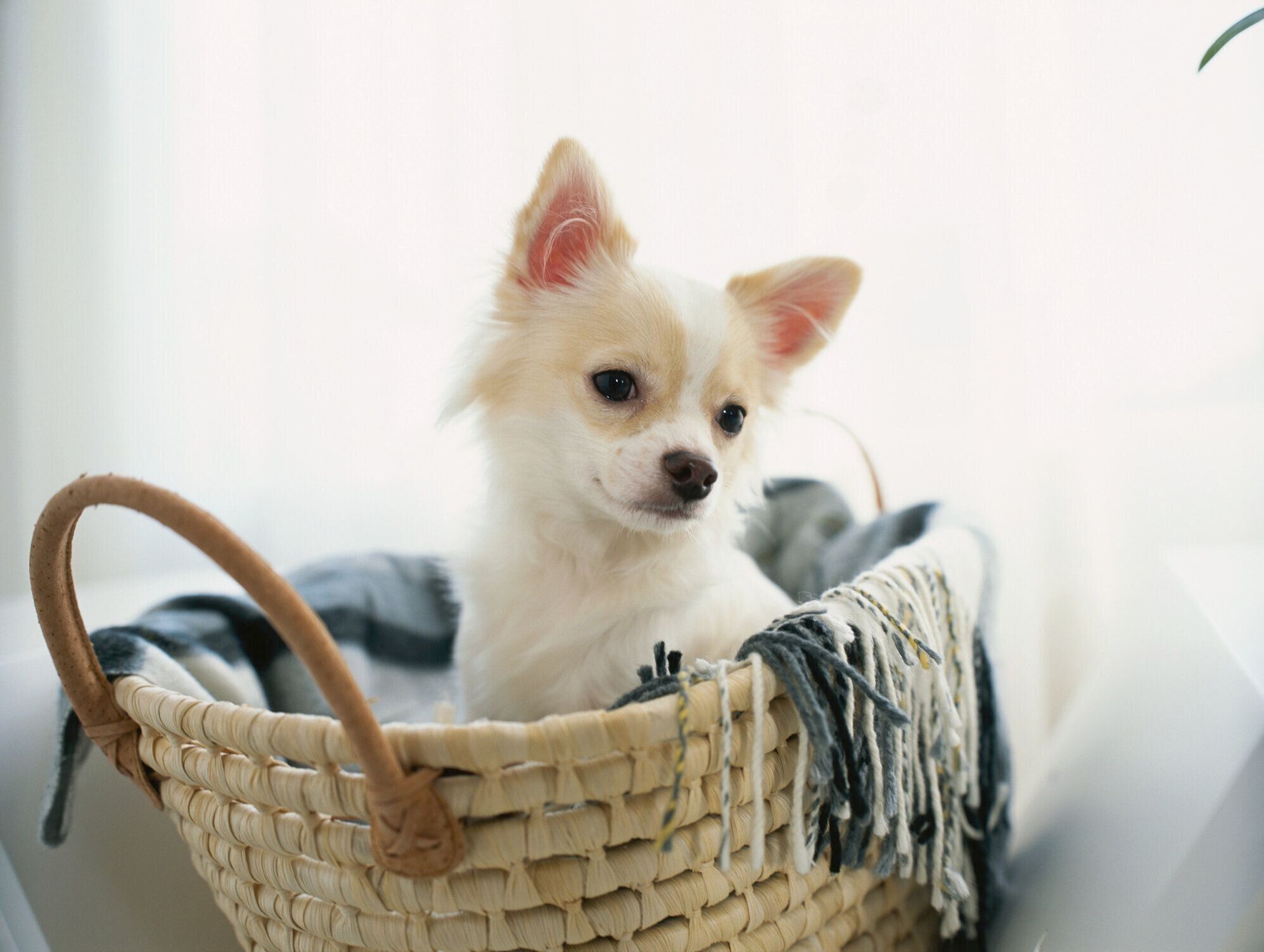 カゴに入るチワワ