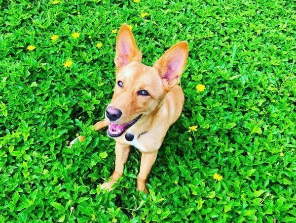 元保護犬・むぎちゃん