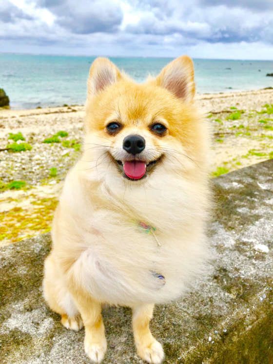 ポメラニアン