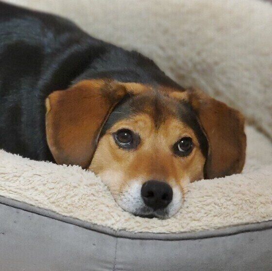 上目遣いをする犬