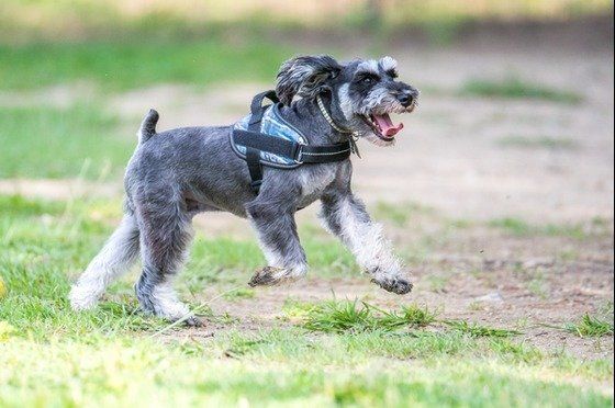 お散歩するミニチュア・シュナウザー