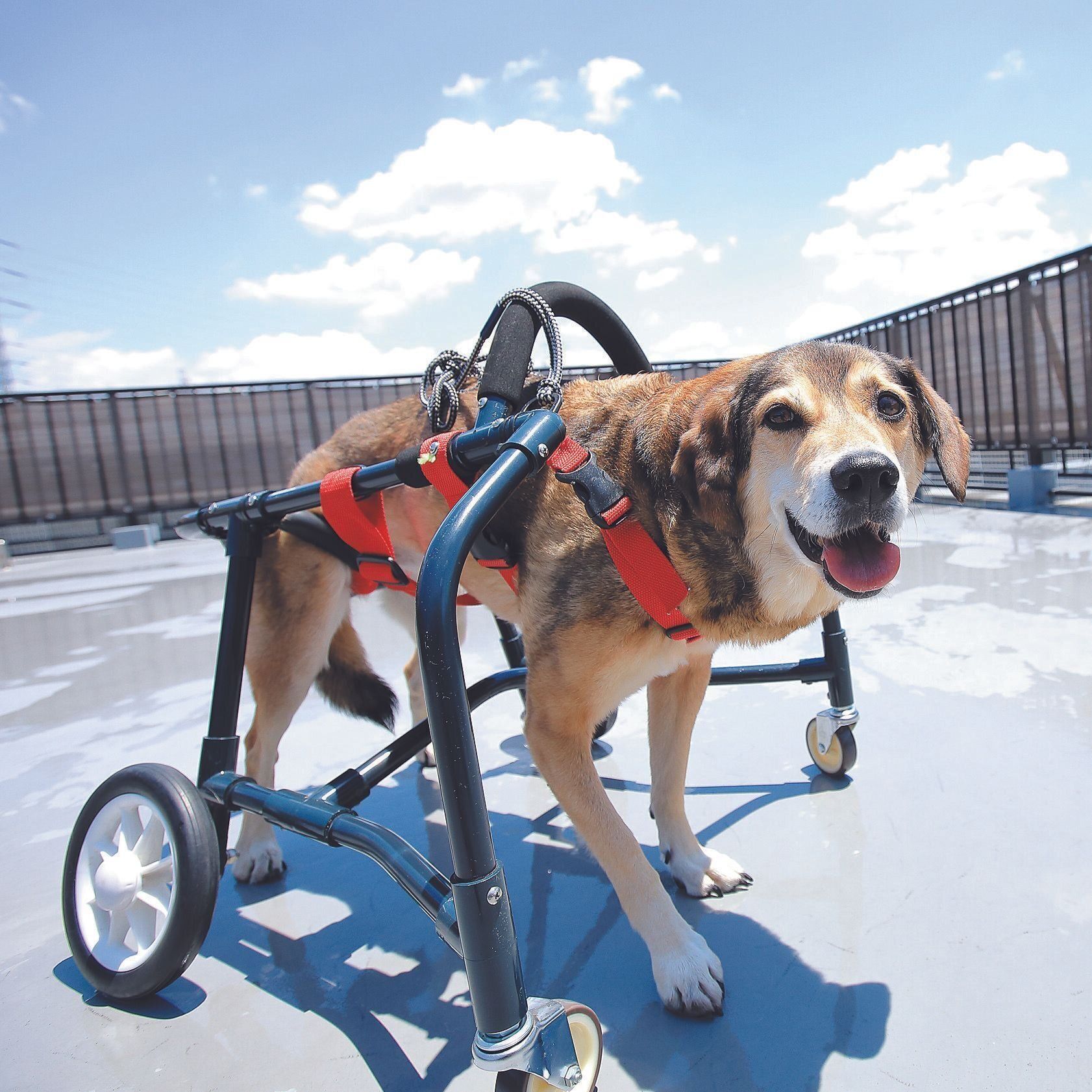 茨城県のKさん夫妻のもとに迎えられたさんごちゃん（メス・11才／14.5㎏／ミックス／マイペース）