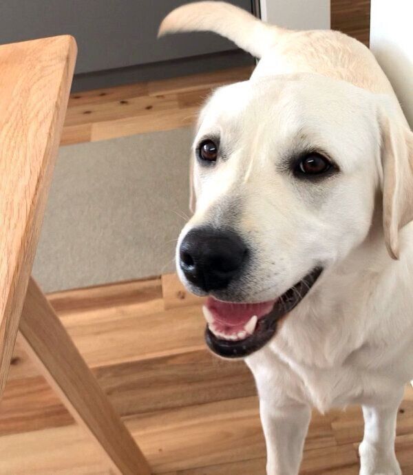 笑顔が可愛いれもんちゃん