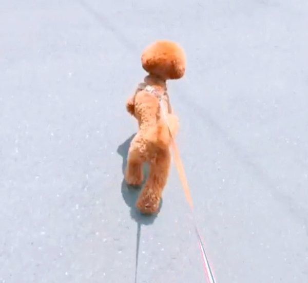 2足歩行をするトイ・プードル