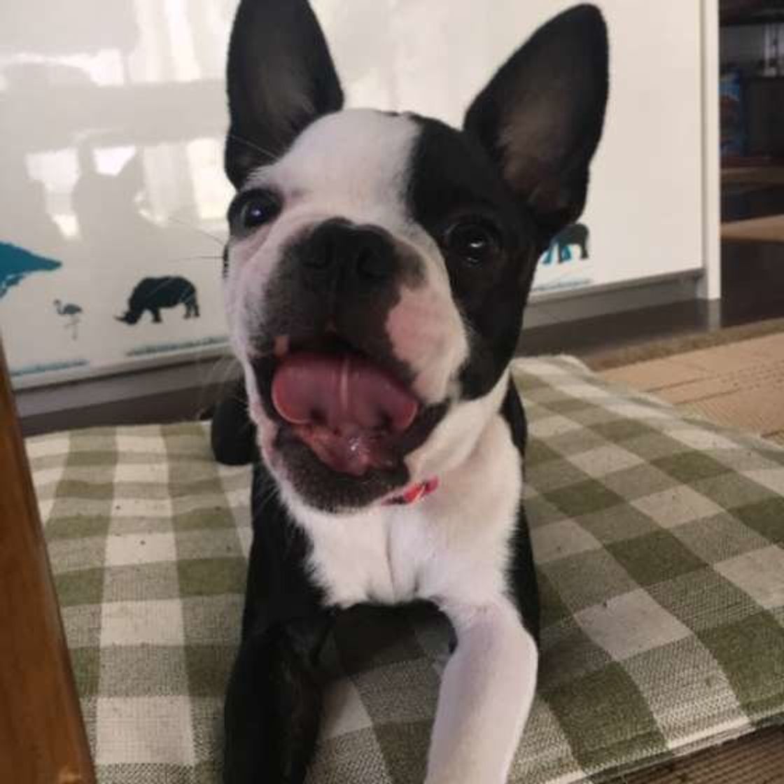 眠いだけじゃない 犬のあくびの理由とは かわいいあくび画像も いぬのきもちweb Magazine 眠いだけじゃない 犬のあくびの理由とは かわいいあくび画像も いぬのきもちweb Magazine