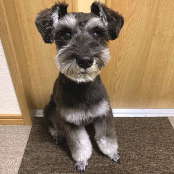 トリミングしたミニチュア・シュナウザー