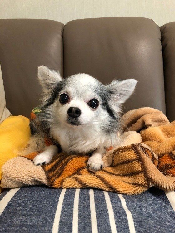 チワワのチャーチルちゃん