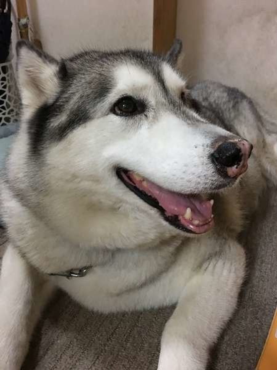 え シー ズーも オオカミに近い 原種グループ の犬たちとは いぬのきもちweb Magazine え シー ズーも オオカミに近い 原種グループ の犬たちとは いぬのきもちweb Magazine