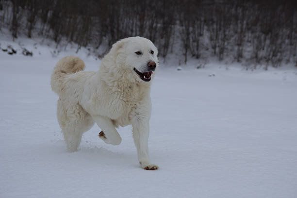 マレンマ・シープドッグ