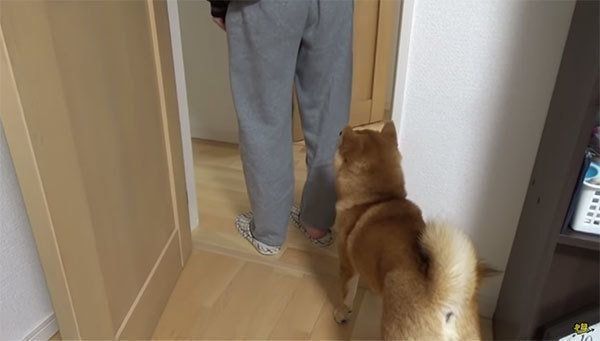 かくれんぼで遊ぶ柴犬
