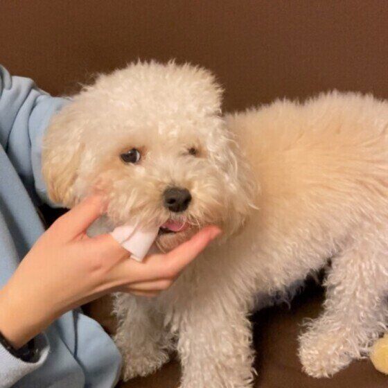 歯磨きをしてもらっているトイ・プードルのじょうたろうくん