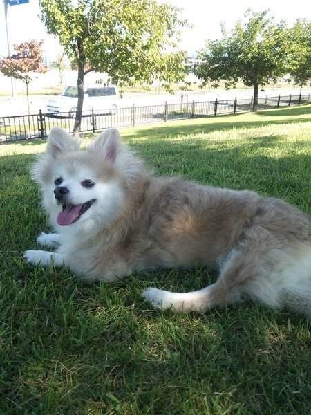 ポメラニアンのミッシェルちゃん