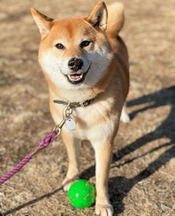 ボールを見つけてきたエマちゃん