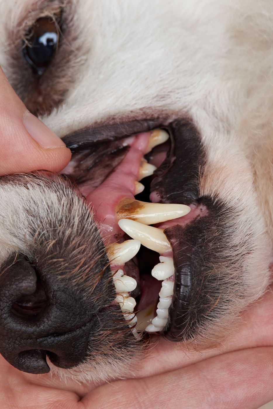 獣医師監修 犬の歯周病 全身疾患を招くことも 飼い主ができるチェックは いぬのきもちweb Magazine 獣医師監修 犬の歯周病 全身疾患を招くことも 飼い主ができるチェックは いぬのきもちweb Magazine