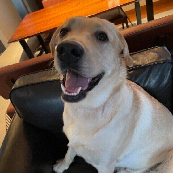 笑顔の犬（ラブラドール・レトリーバー、オス）