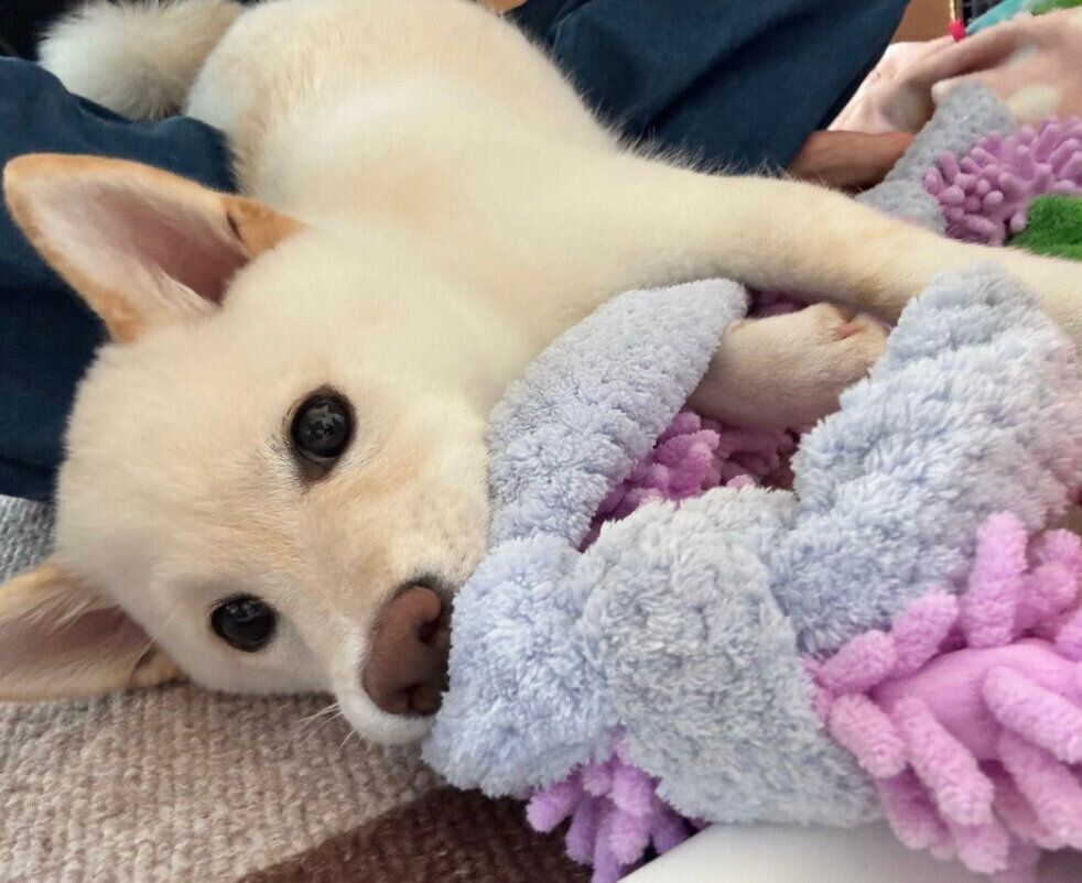 おもちゃで遊ぶこもちちゃん