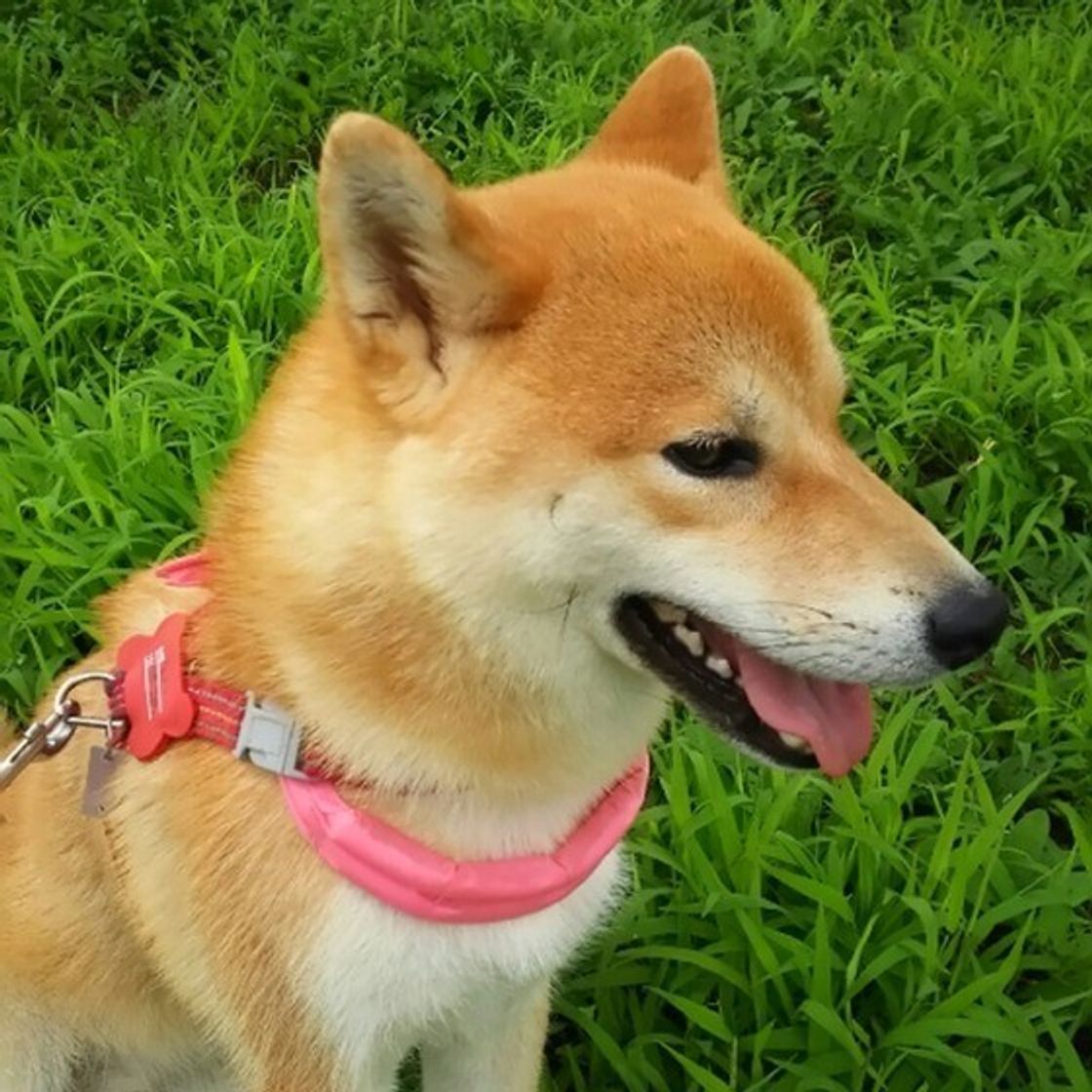 しっぽを振る方向で意味が違う マニアックな犬の生態のヒミツを紹介 いぬのきもちweb Magazine しっぽを振る方向で意味が違う マニアックな犬の生態のヒミツを紹介 いぬのきもちweb Magazine