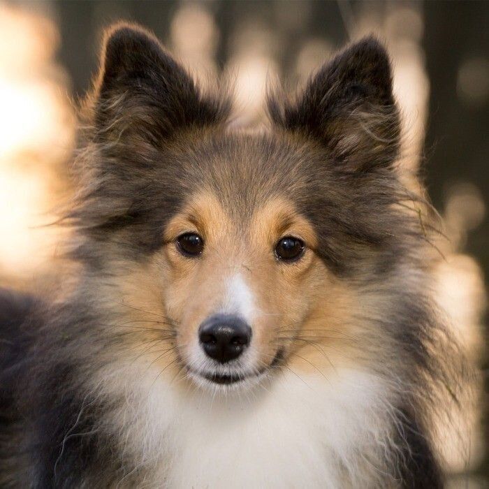 もふもふの大型犬 かわいい画像をまとめてお届け 犬種の特徴も解説 いぬのきもちweb Magazine