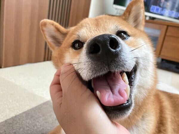 甘えるまるくん