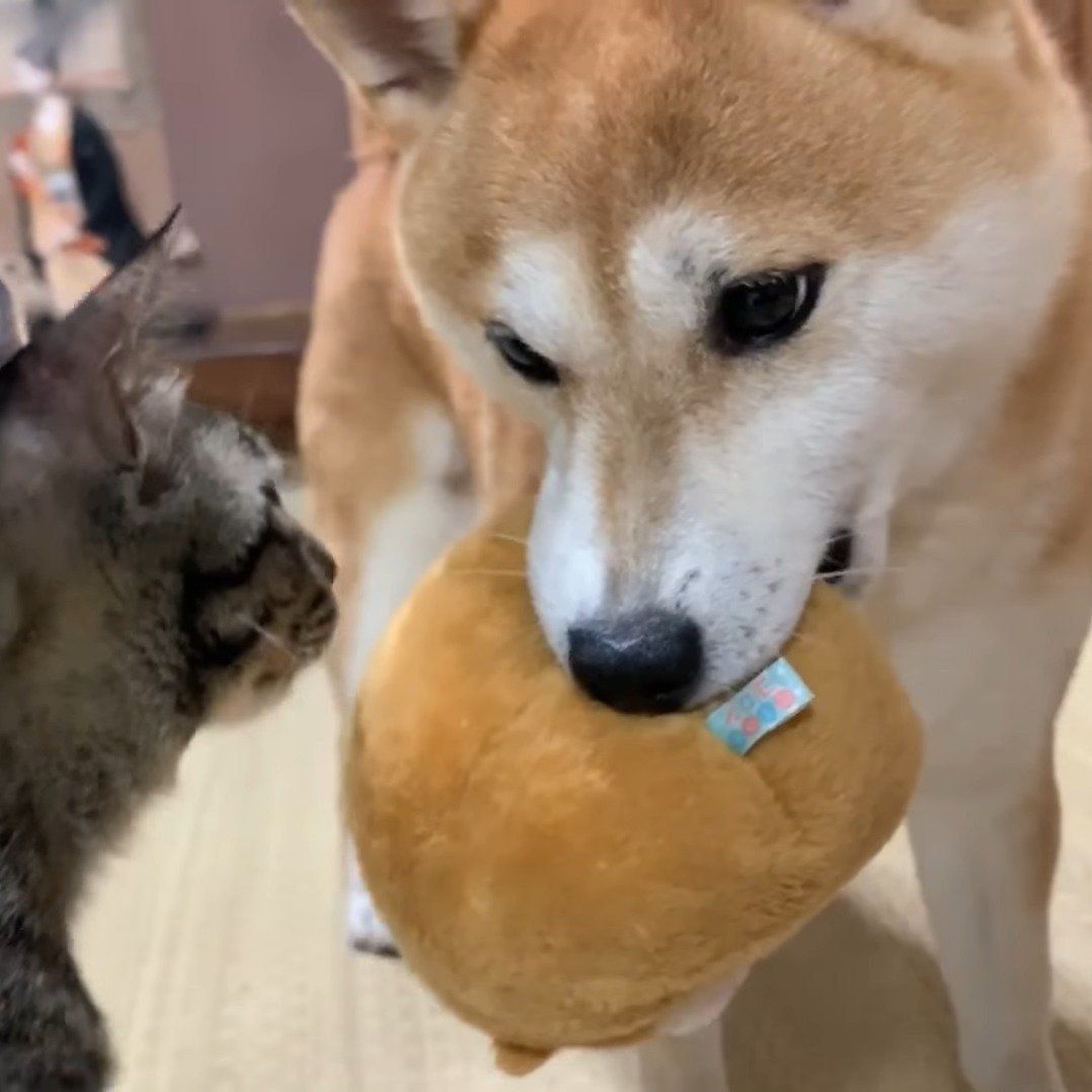 完全復活したももちゃんに嬉しそうな空君