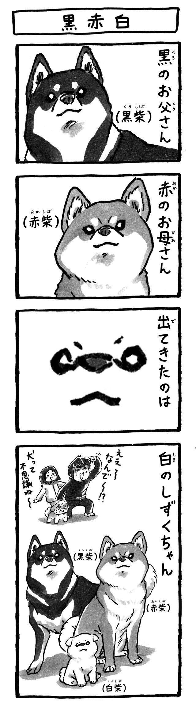 シーズー犬マンガてんぽshihtzu