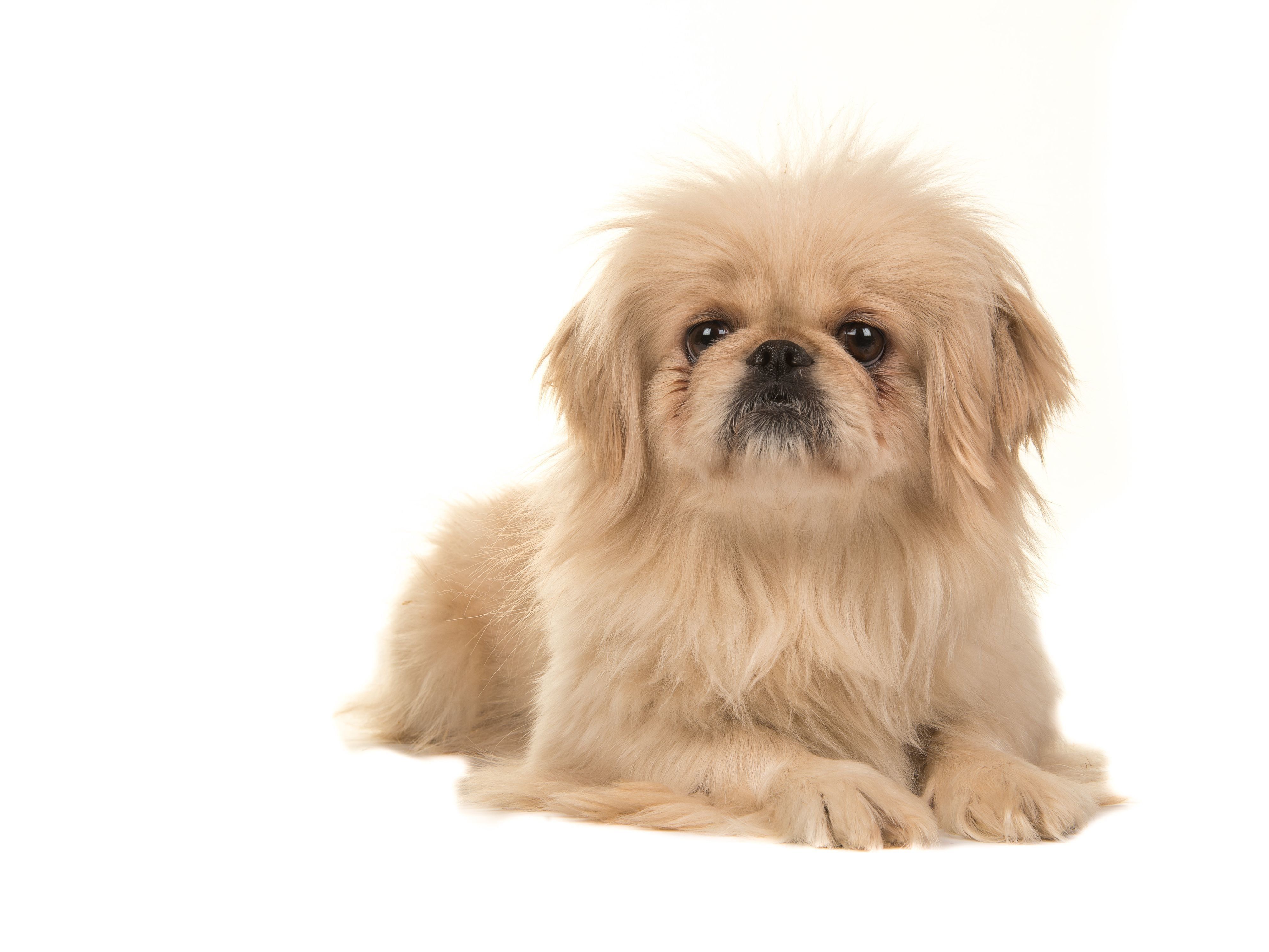 チベタン スパニエルの特徴と性格 飼い方 価格相場など 犬図鑑 いぬのきもちweb Magazine